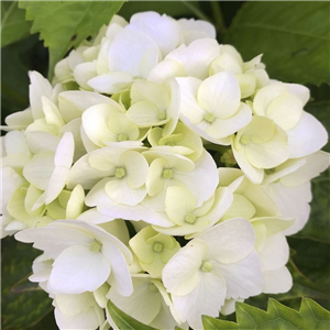 Hydrangea Macrophylla 'Little White'